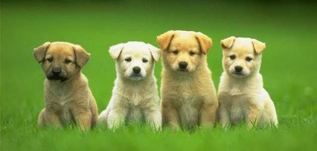 Anjing, Parno