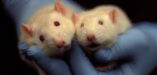 Manusia: Tikus Labirin atau Dewa Semesta?