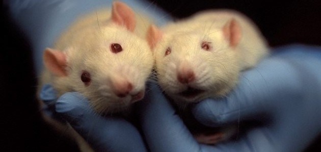 Manusia: Tikus Labirin atau Dewa Semesta?